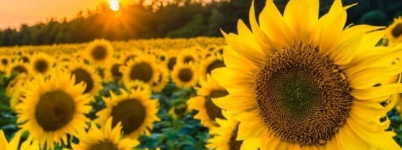 Stimmungsbild-Karin Renate-Witt-1